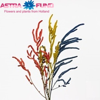 Amaranthus 'Yearming Desert' φωτογραφία