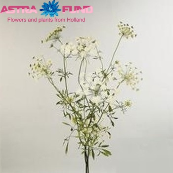 Ammi majus photo