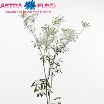Ammi majus 'Graceland' photo