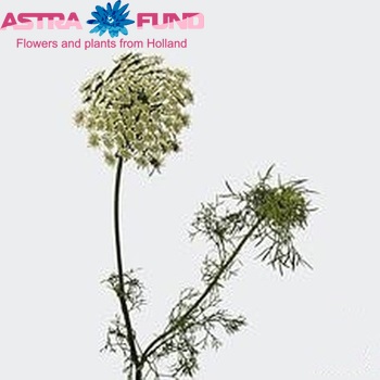Ammi visnaga photo