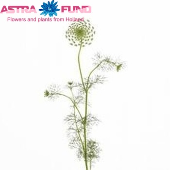 Ammi visnaga 'Casablanca' photo