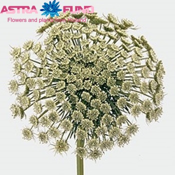 Ammi visnaga 'Green Mist' photo