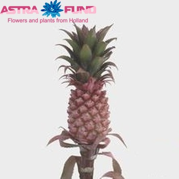Ananas bracteatus 'Flamingo' photo