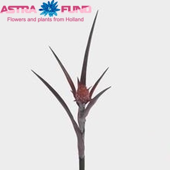 Ananas comosus 'Purple Compacta' photo