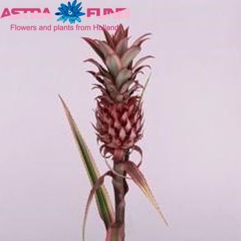 Ananas comosus 'Variegatus' photo