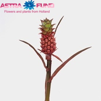 Ananas lucidus photo