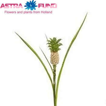 Ananas nanus photo