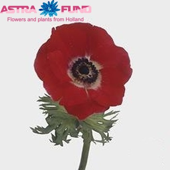 Anemone  'Carmel Scarlet' photo