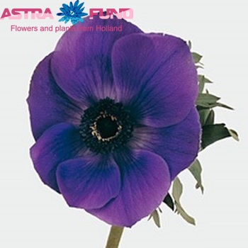 Anemone  'Galil Blauw' fotografie