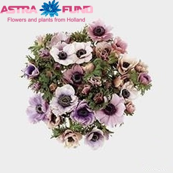 Anemone  'Galil Pastel' fotografie