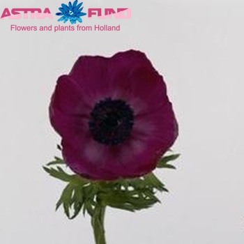 Anemone  'Galil Purper' fotografija