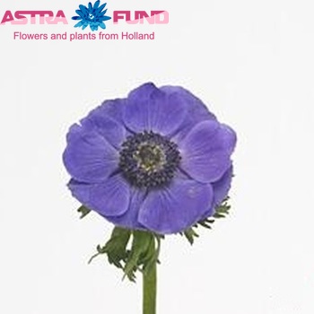 Anemone  'Mistral Plus Dark Blue' fotografija
