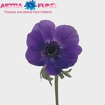 Anemone 'Carmel Blue' photo