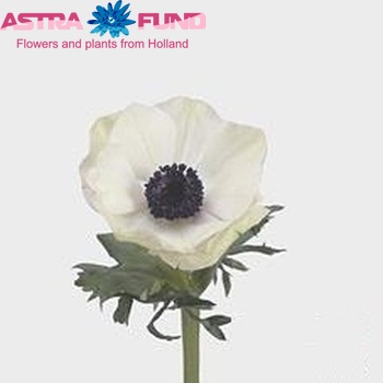 Anemone 'Carmel White' photo