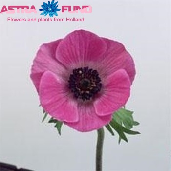 Anemone coronaria Marianne Orchid photo