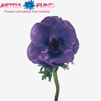 Anemone coronaria 'Meron Blue' photo