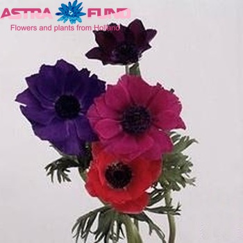 Anemone coronaria Meron gemengd photo