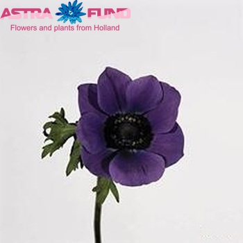 Anemone coronaria 'Mona Lisa Blue' fotografie