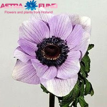 Anemone coronaria 'Mona Lisa Lavender fotografie