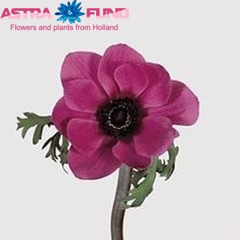 Anemone coronaria 'Mona Lisa Orchid' fotografie
