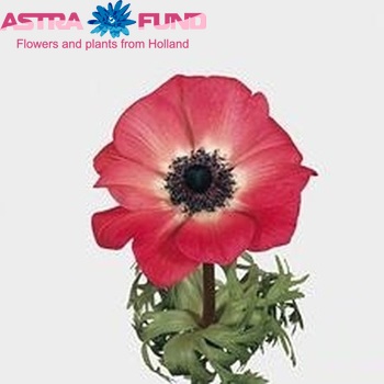Anemone coronaria 'Mona Lisa Pink' fotografie