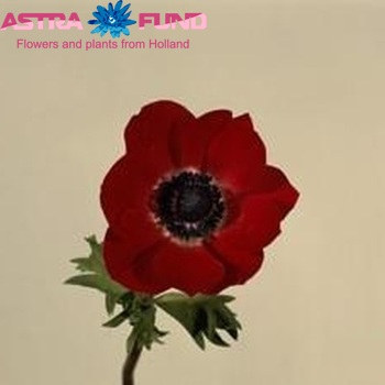 Anemone coronaria 'Mona Lisa Red' fotografie