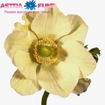 Anemone coronaria 'Mona Lisa White' fotografie