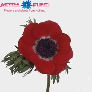 Anemone 'Galil Rood' fotografija