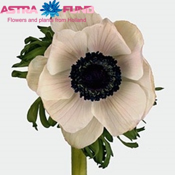 Anemone 'Galil Wit' fotografija