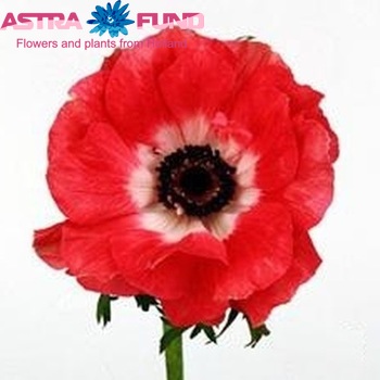 Anemone 'Gloria Pink' fotografija