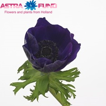 Anemone 'Jerusalem Blue' fotografija