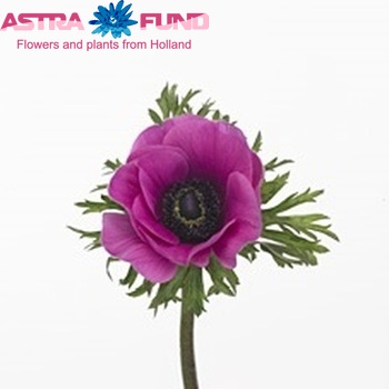 Anemone 'Jerusalem Purple' fotografija