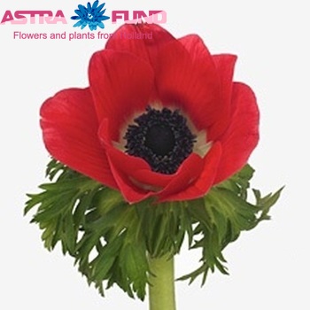 Anemone 'Jerusalem Red' fotografija