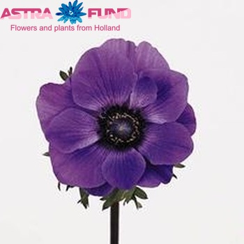Anemone 'Marianne Blue' fotografija