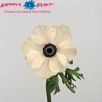 Anemone 'Marianne Panda' fotografija