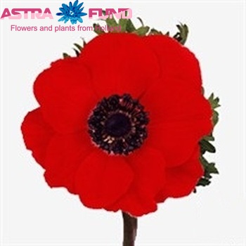 Anemone 'Marianne Red' fotografija