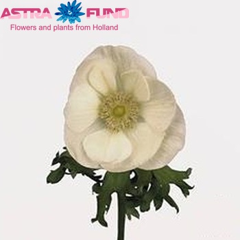 Anemone 'Marianne White' fotografija