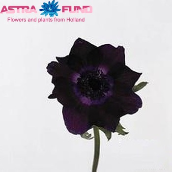 Anemone 'Meron Bordeaux' fotografija