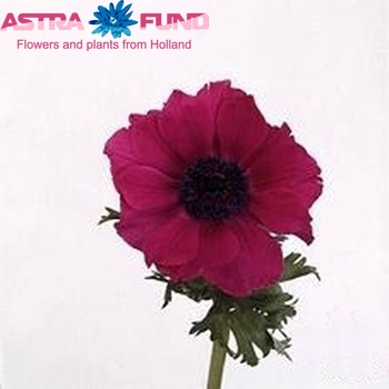 Anemone 'Meron Pink' fotografija