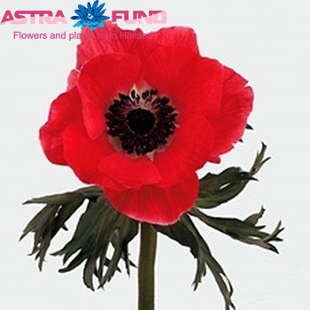 Anemone 'Meron Red' fotografija