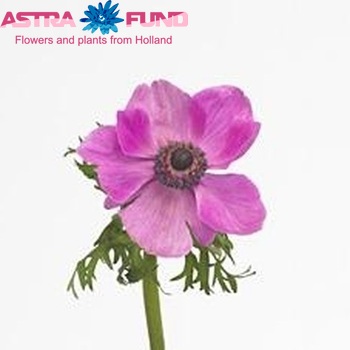 Anemone 'Mistral Plus Orchid' fotografija