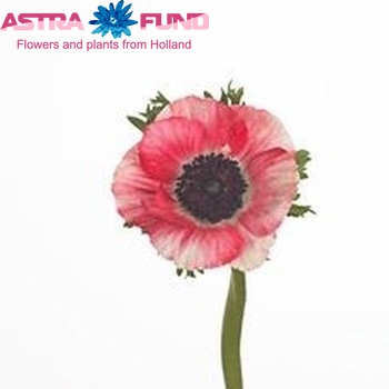 Anemone 'Mistral Plus Red' fotografija
