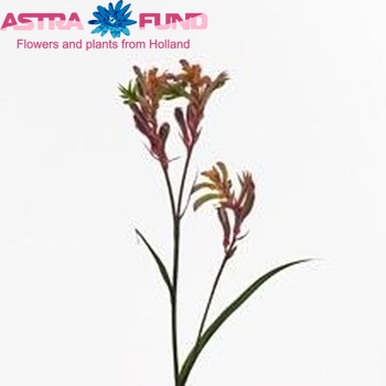 Anigozanthos 'Bush Chameleon' photo