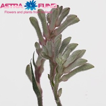 Anigozanthos Bush Diamond photo