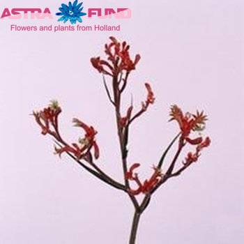 Anigozanthos flavidus 'Bush Garnet' photo