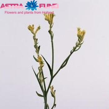Anigozanthos flavidus 'Bush Gold' photo
