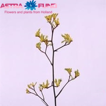 Anigozanthos flavidus 'Bush Haze' photo