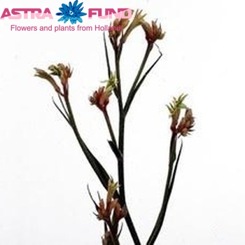 Anigozanthos flavidus 'Bush Ochre' photo