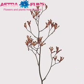 Anigozanthos flavidus 'Bush Sunset' photo