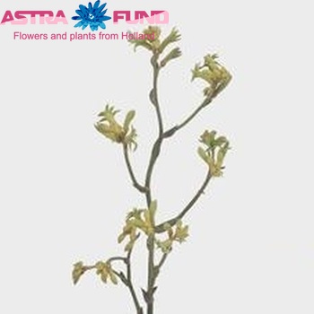 Anigozanthos flavidus 'Bush Tango' photo